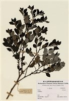 藏品(黑面神屬)的圖片